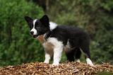 BORDER COLLIE 865
